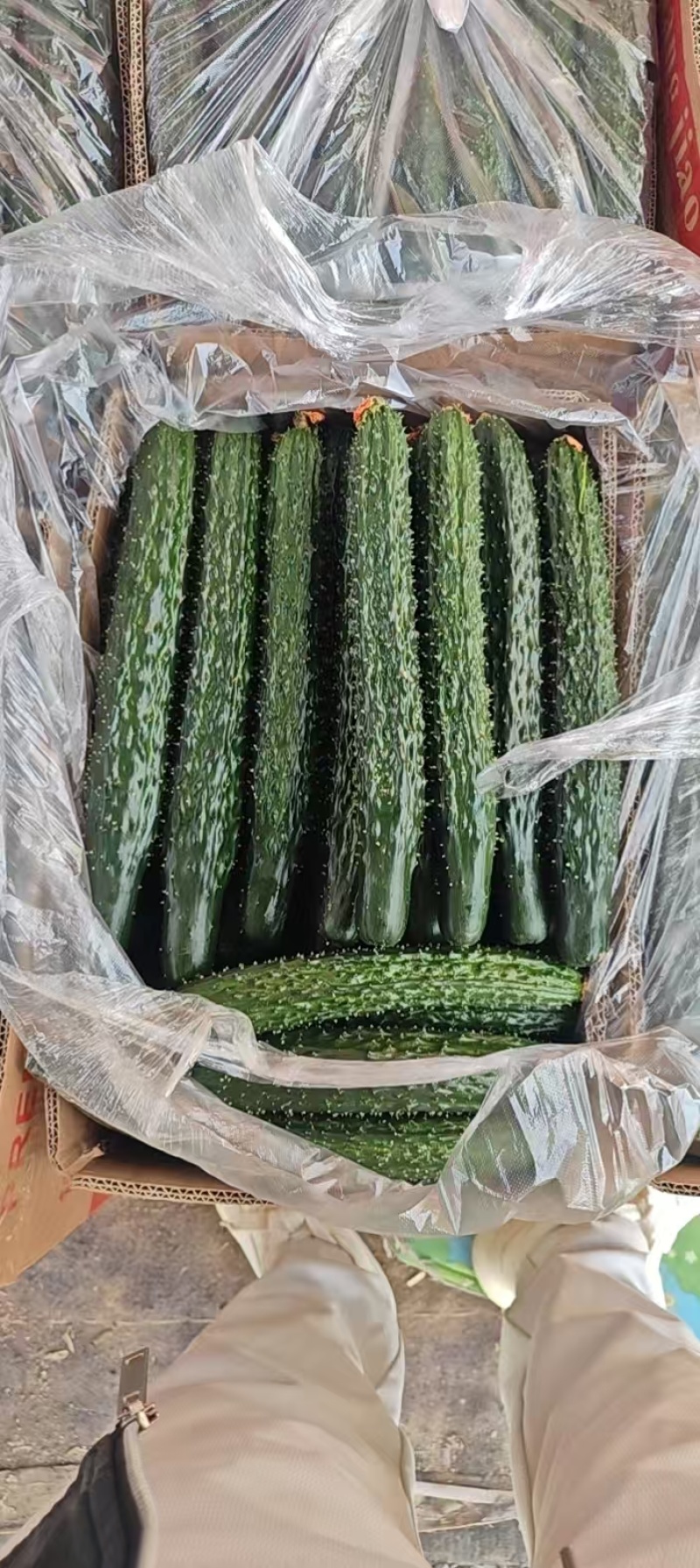 黄瓜油量密刺干花鲜花大量供应商超市场电商支持视频看货