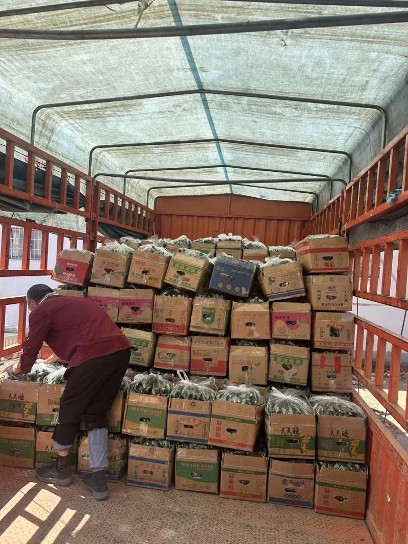 黄瓜油量密刺干花鲜花大量供应商超市场电商支持视频看货