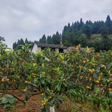 四川南充正宗大五星枇杷
