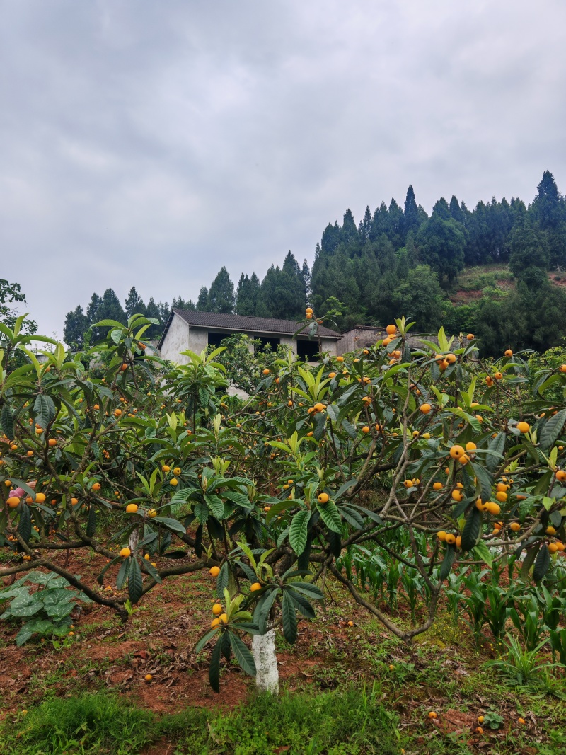 四川南充正宗大五星枇杷