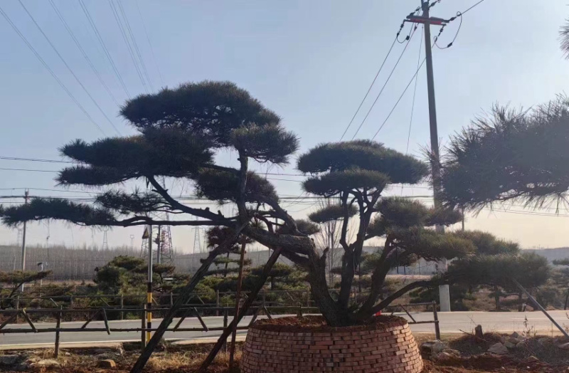 造型油松黑松各种造型景观松欢迎新老客户前来浅谈合作
