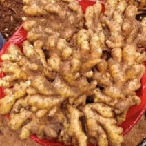 云南小黄姜主营（市场货，出口贸易，电商，加工厂）坏烂包赔