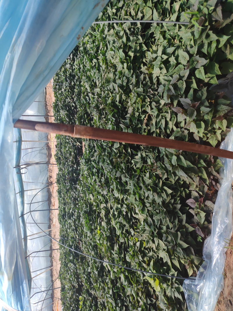 河北廊坊，大量出售，西瓜红苗，欢迎实地考察，