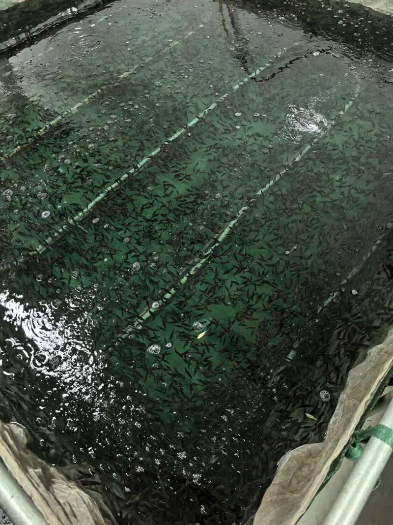 桂鱼苗批发零售