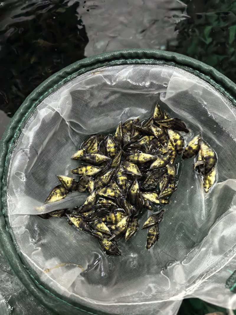 桂鱼苗批发零售