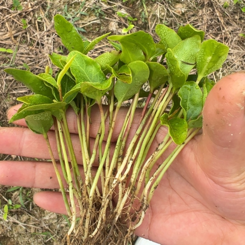 杜英芽苗：奉新县邹家苗圃基地大量供应各类芽苗