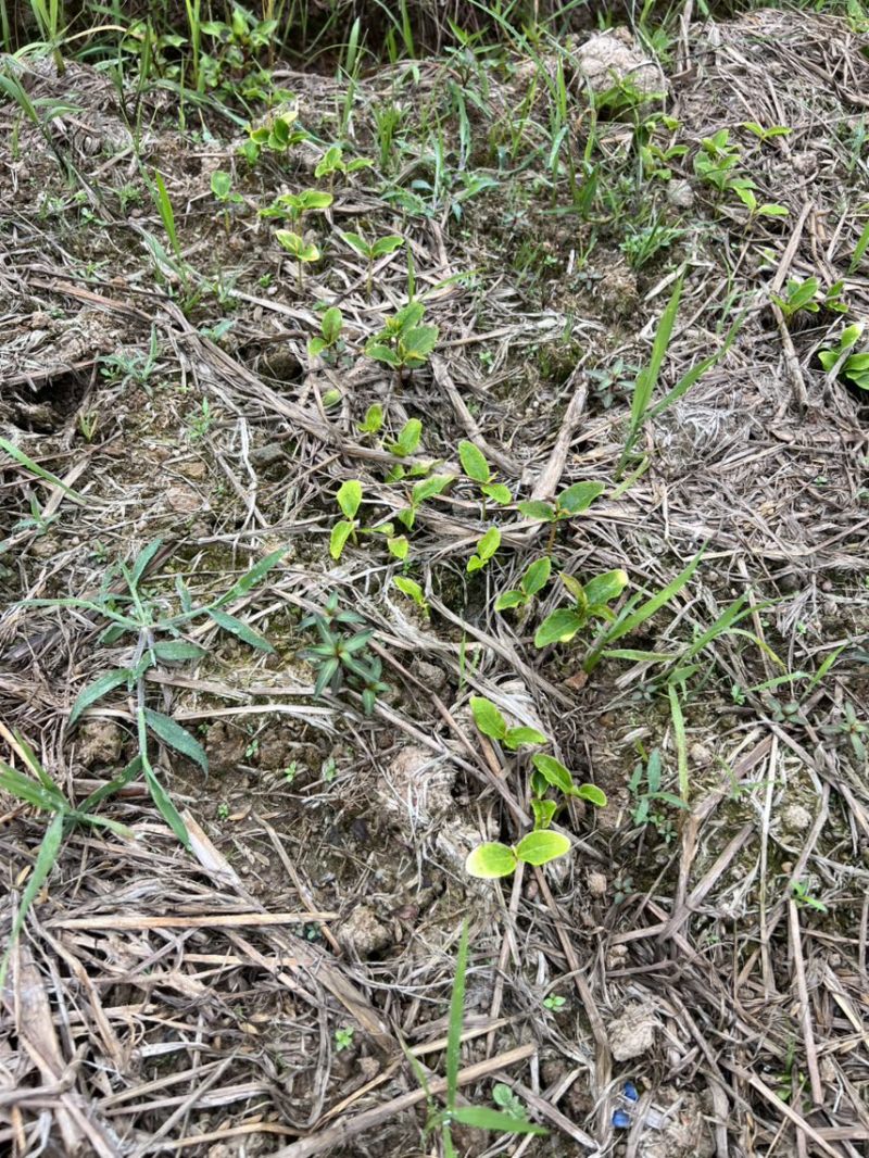 杜英芽苗：奉新县邹家苗圃基地大量供应各类芽苗