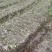 杜英芽苗:奉新县邹家苗圃基地大量供应各类芽苗