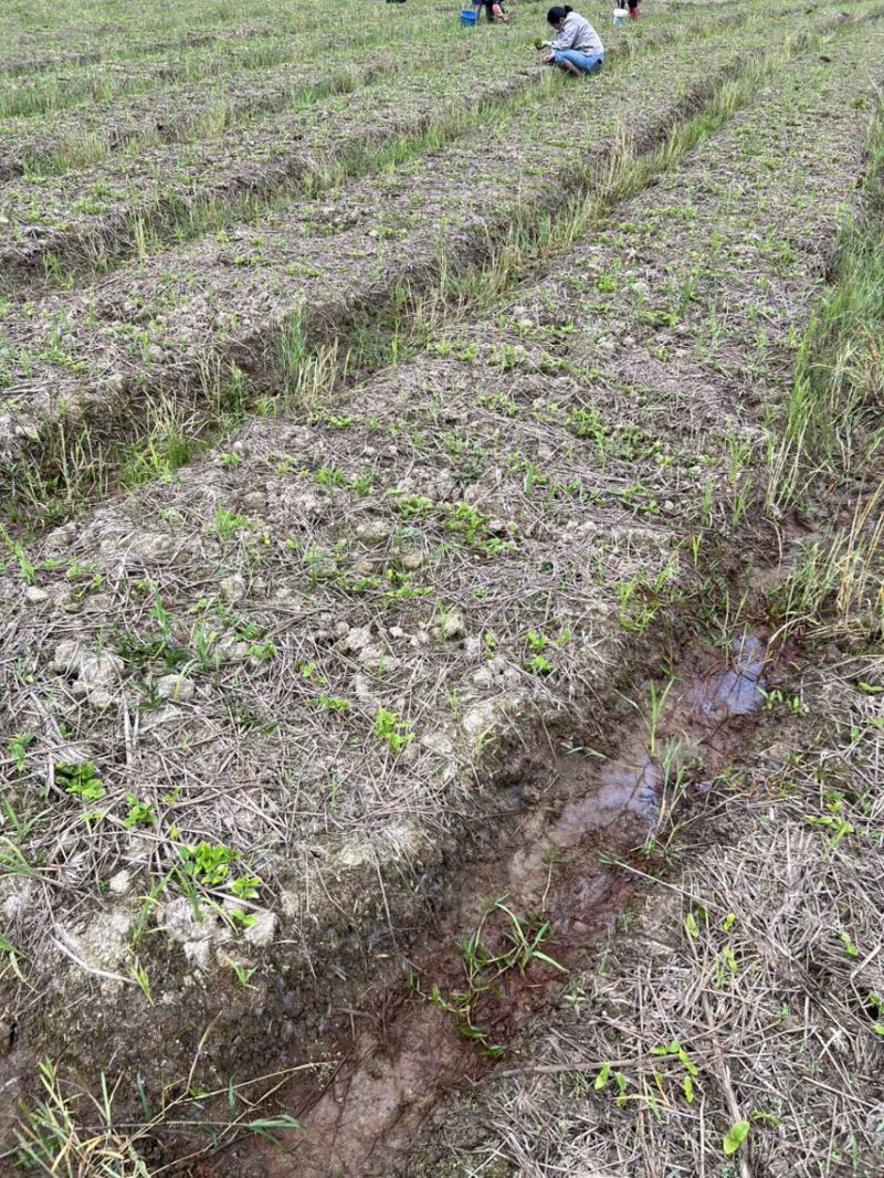 杜英芽苗：奉新县邹家苗圃基地大量供应各类芽苗