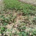 杜英芽苗:奉新县邹家苗圃基地大量供应各类芽苗