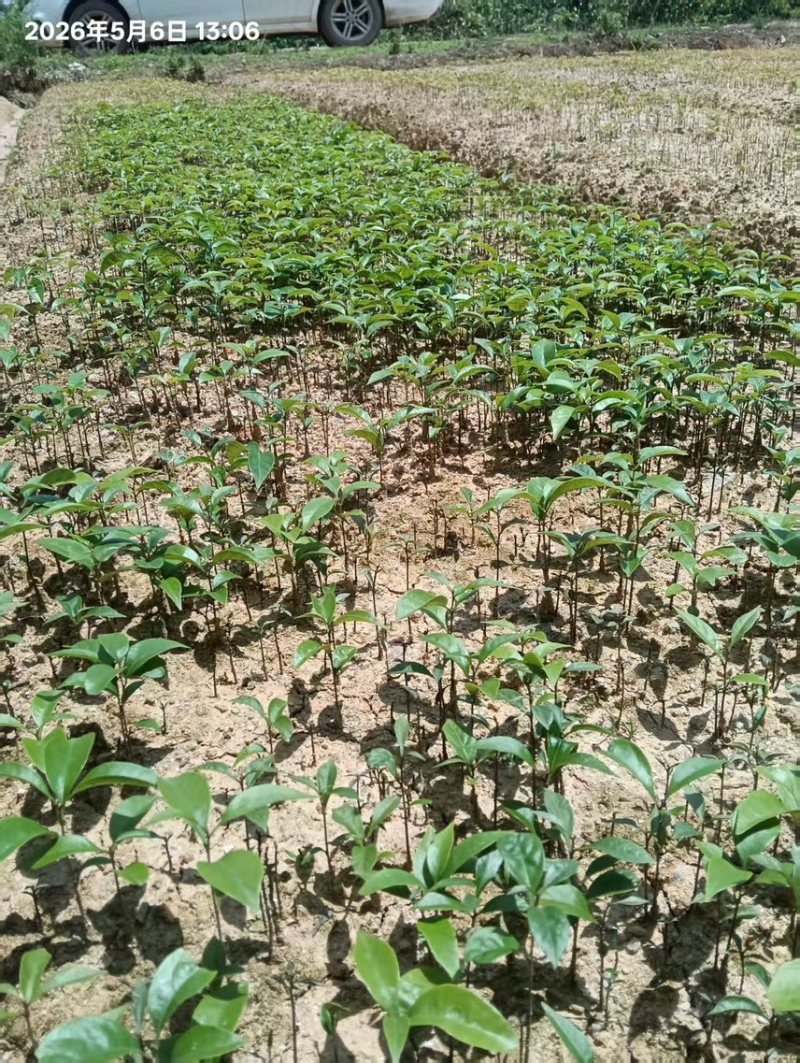 杜英芽苗：奉新县邹家苗圃基地大量供应各类芽苗