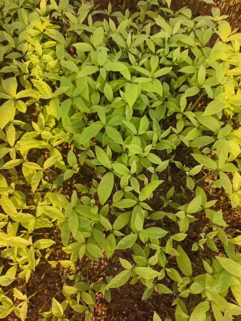 楠木芽苗：奉新县邹家苗圃种植基地芽苗品种繁多