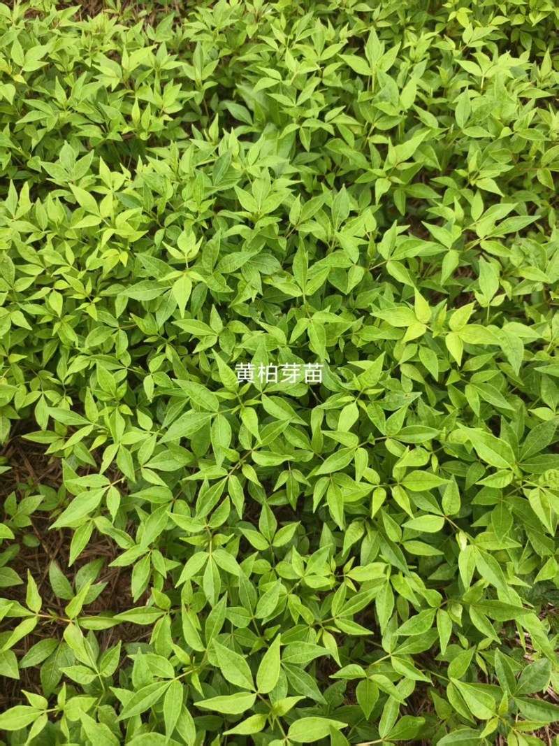 楠木芽苗：奉新县邹家苗圃种植基地芽苗品种繁多