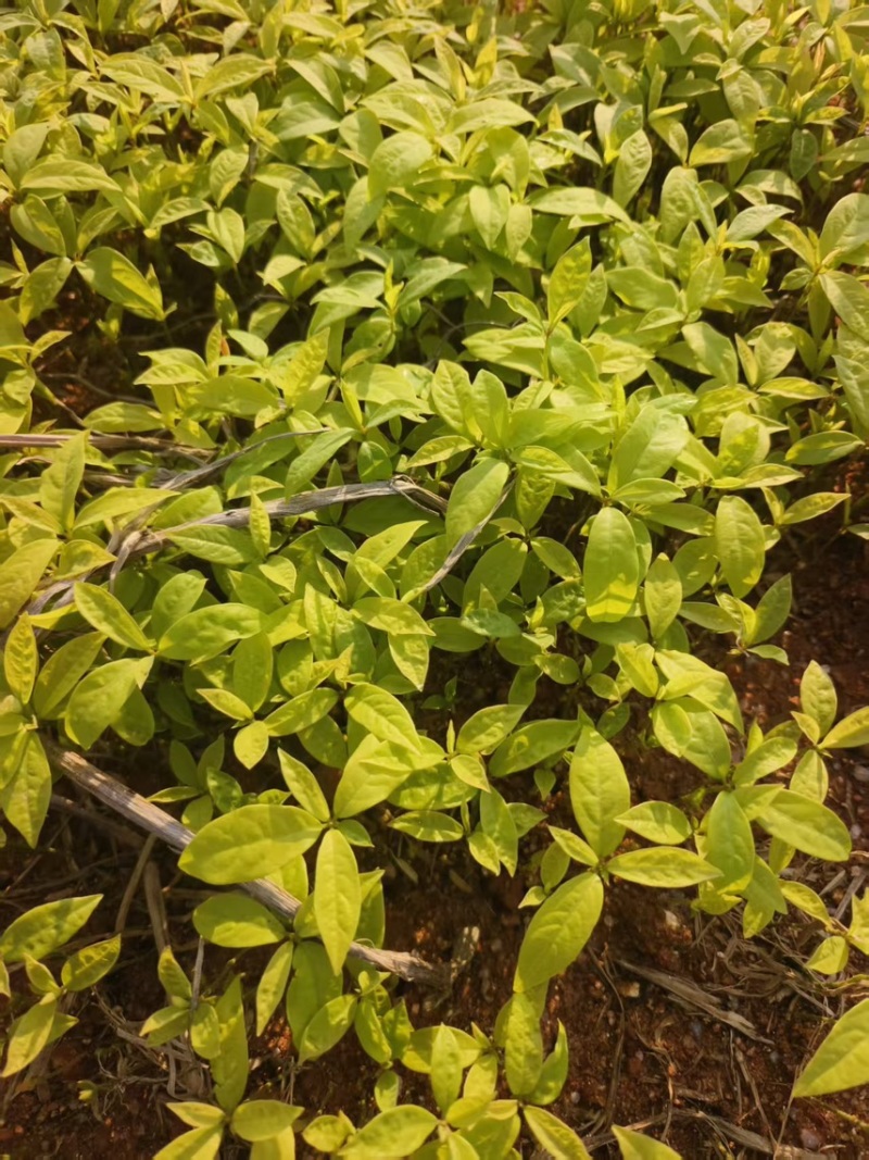 楠木芽苗：奉新县邹家苗圃种植基地芽苗品种繁多