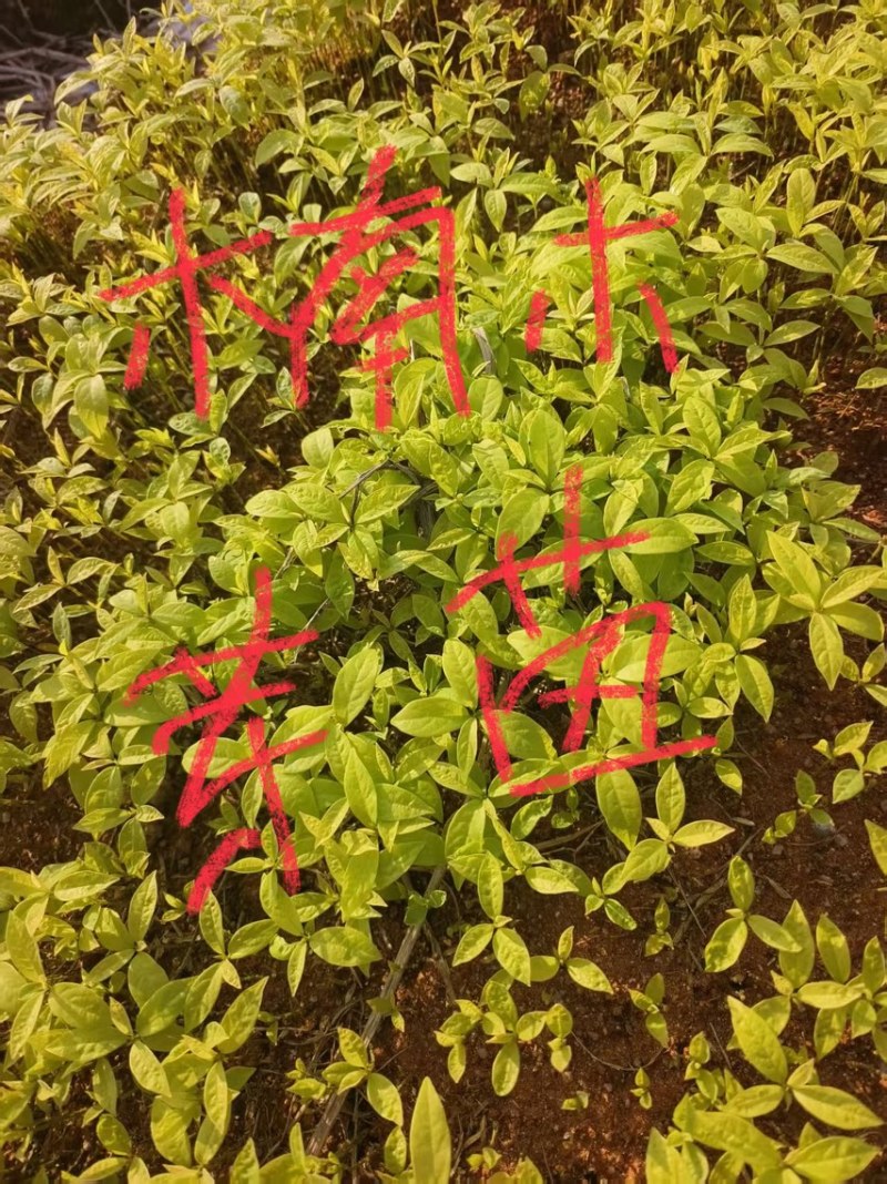 楠木芽苗：奉新县邹家苗圃种植基地芽苗品种繁多