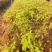 楠木芽苗:奉新县邹家苗圃种植基地芽苗品种繁多