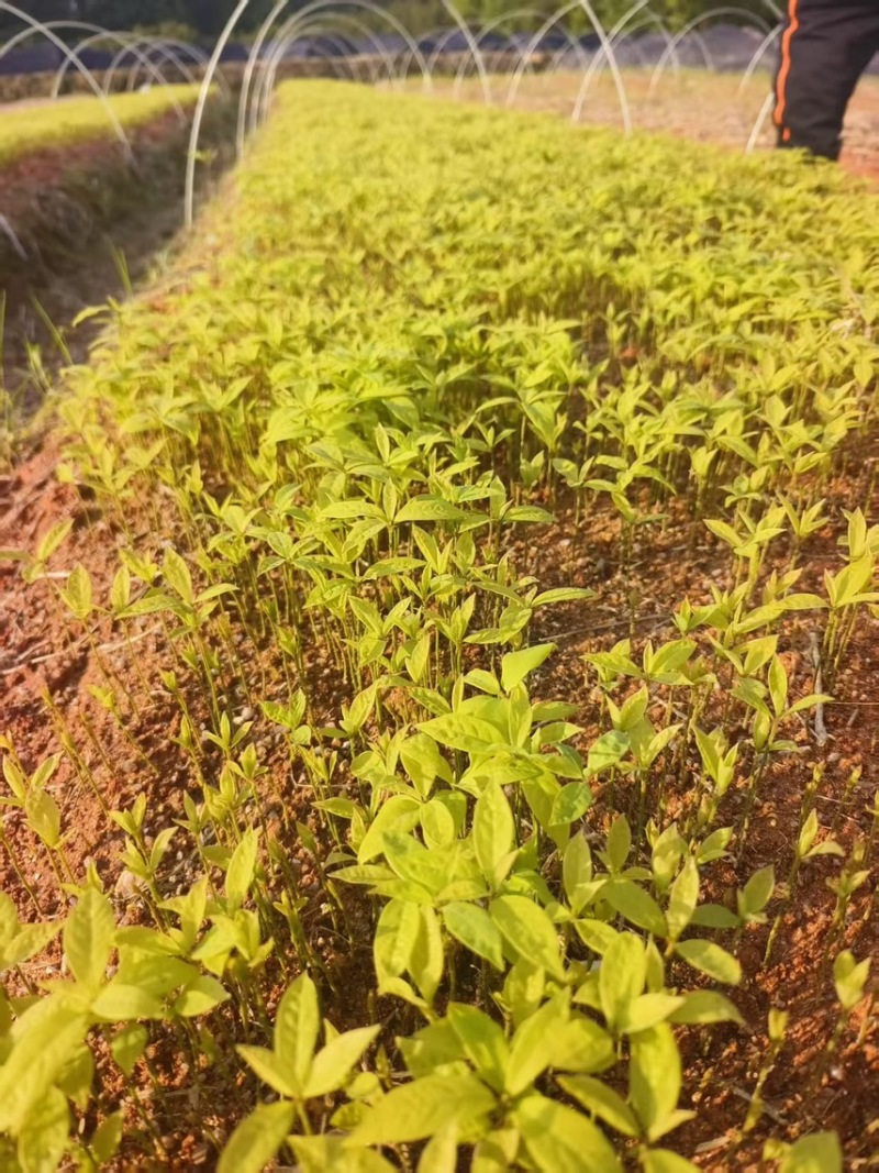 楠木芽苗：奉新县邹家苗圃种植基地芽苗品种繁多