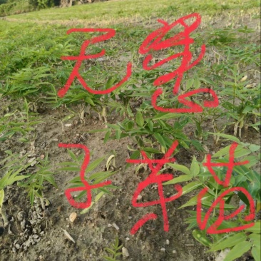 无患子芽苗:奉新县邹家苗圃种植基地大量供应芽苗品类齐全