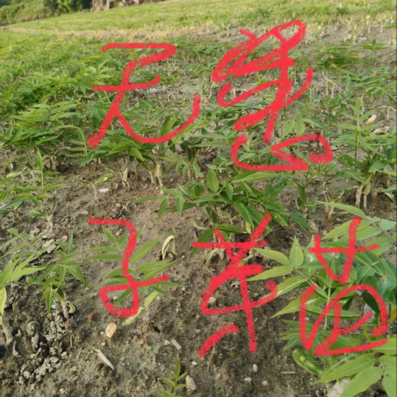 无患子芽苗：奉新县邹家苗圃种植基地大量供应芽苗品类齐全