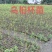 无患子芽苗:奉新县邹家苗圃种植基地大量供应芽苗品类齐全
