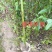 无患子芽苗:奉新县邹家苗圃种植基地大量供应芽苗品类齐全