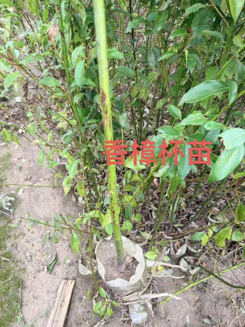 无患子芽苗：奉新县邹家苗圃种植基地大量供应芽苗品类齐全