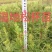 无患子芽苗:奉新县邹家苗圃种植基地大量供应芽苗品类齐全