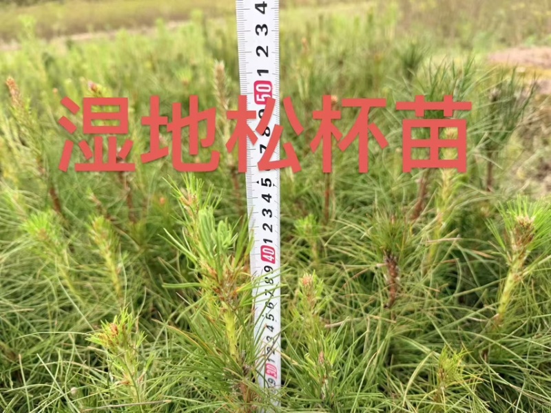 无患子芽苗：奉新县邹家苗圃种植基地大量供应芽苗品类齐全