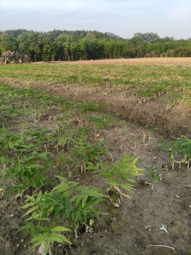 无患子芽苗：奉新县邹家苗圃种植基地大量供应芽苗品类齐全