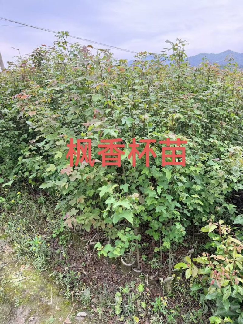 无患子芽苗：奉新县邹家苗圃种植基地大量供应芽苗品类齐全