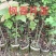 无患子芽苗:奉新县邹家苗圃种植基地大量供应芽苗品类齐全