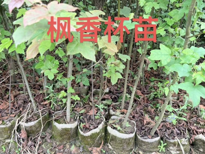 无患子芽苗：奉新县邹家苗圃种植基地大量供应芽苗品类齐全
