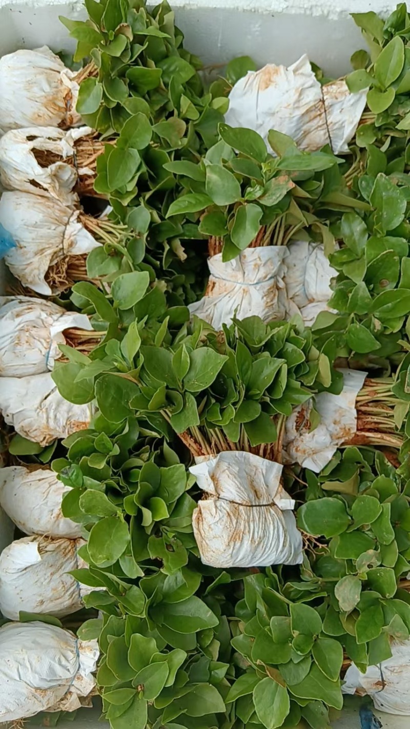 无患子芽苗：奉新县邹家苗圃种植基地大量供应芽苗品类齐全