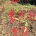 无患子芽苗:奉新县邹家苗圃种植基地大量供应芽苗品类齐全
