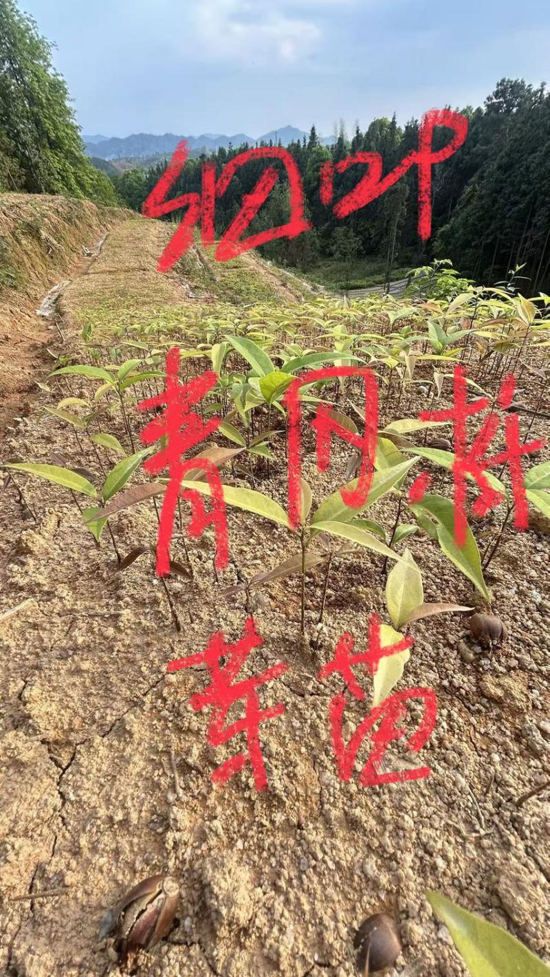 无患子芽苗：奉新县邹家苗圃种植基地大量供应芽苗品类齐全