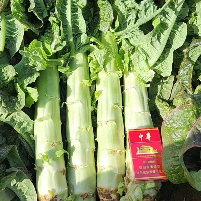 兰州红叶莴笋大量上市，价格便宜质量**，远销全国各大市场