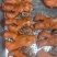 熟猪蹄熟大肠熟肚丝酱牛肉酱卤猪头肉每天加工