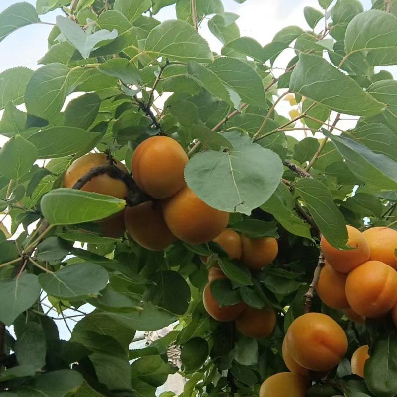金太阳杏