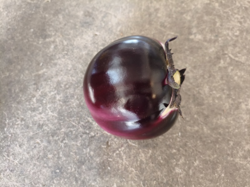 红圆茄