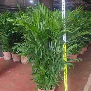 广东基地直销超大盆富贵椰子1.5-1.6自然高度电商货大