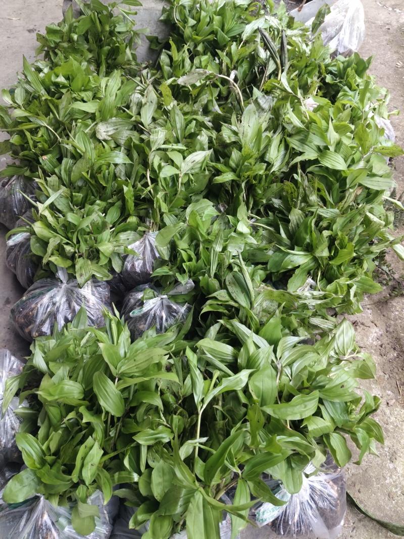 多花倒苗苦黄精