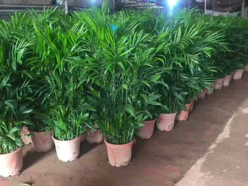 广东基地直销超大盆富贵椰子1.5-1.6自然高度电商货大