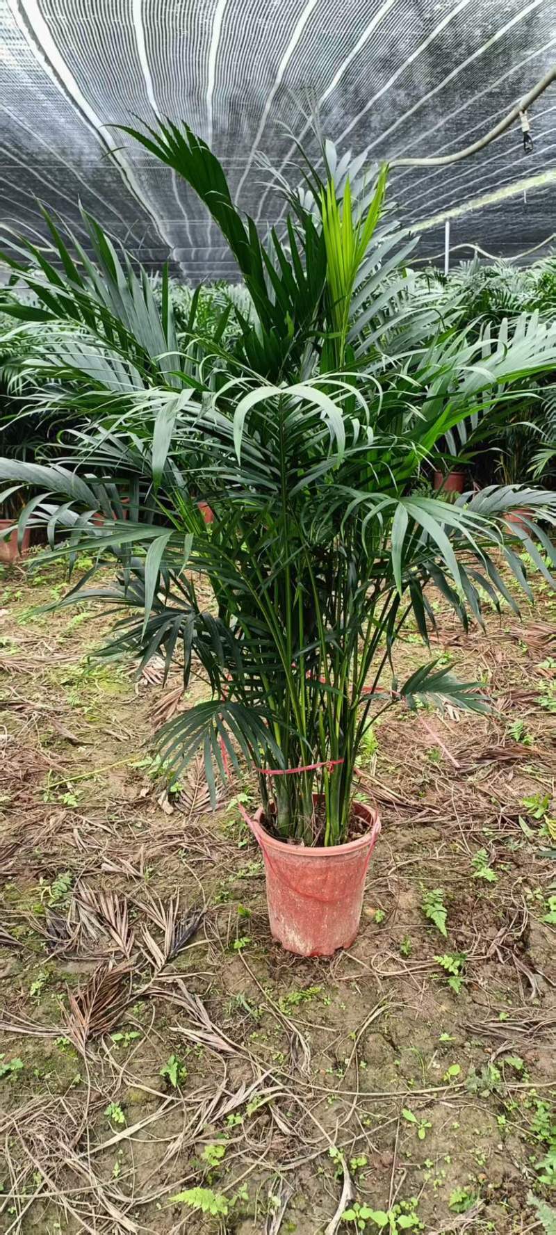 广东基地直销超大盆富贵椰子1.5-1.6自然高度电商货大