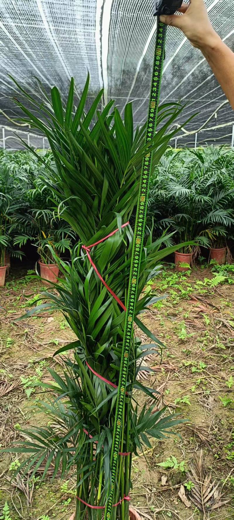 广东基地直销超大盆富贵椰子1.5-1.6自然高度电商货大