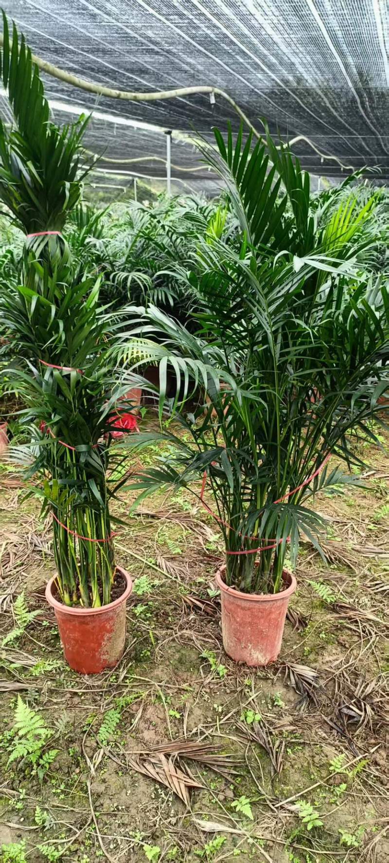 广东基地直销超大盆富贵椰子1.5-1.6自然高度电商货大