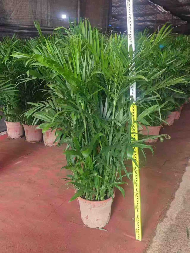 广东基地直销超大盆富贵椰子1.5-1.6自然高度电商货大