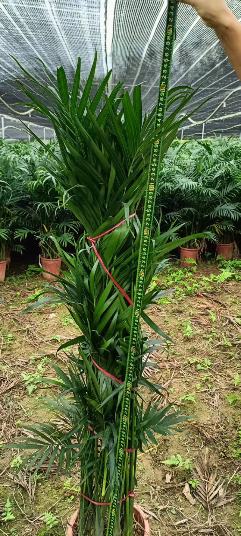 广东基地直销超大盆富贵椰子1.5-1.6自然高度电商货大