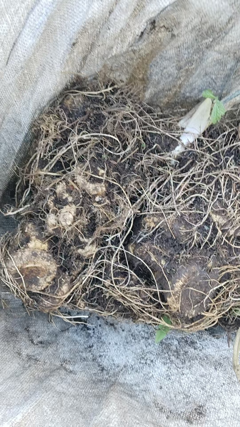 高杆多花甜黄精