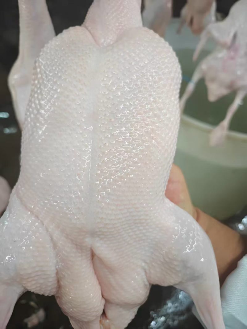 西装鸭大白条规格齐全可出口有出口资质厂家直销全国冷链物流发货