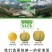 贵州蜂糖李，产地直发，价格美丽，欢迎老板前来看